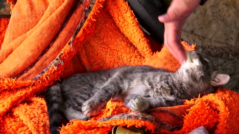 man stroking cat