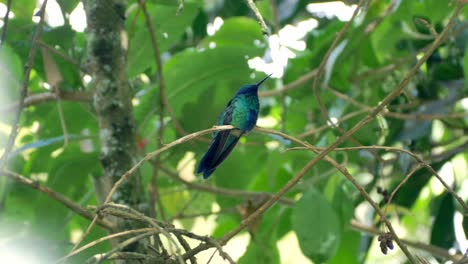 colombian hummingbird on a green tree, small  bird,  beautiful bird