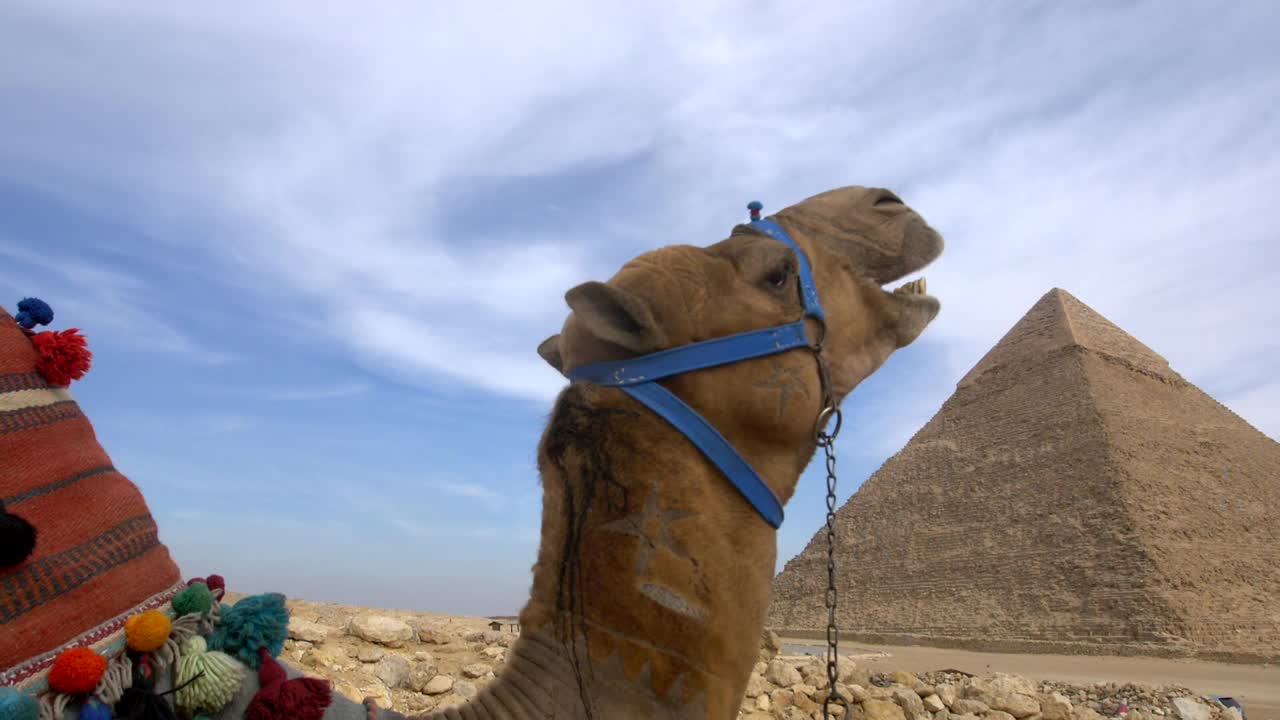 Camel and Pyramids of Giza, Egypt