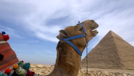 camel and pyramids of giza, egypt