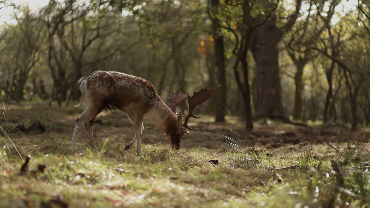 ciervos en barbecho en el bosque de otoño
