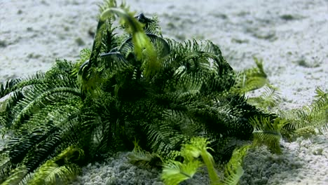 feather star walking in day time