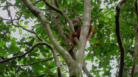 Baby Orangutan in a Tree