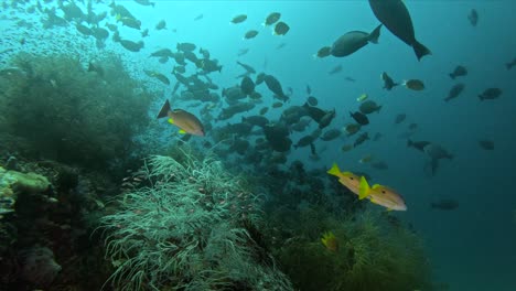 tropical coral reef with many different schools of fish in indonesia