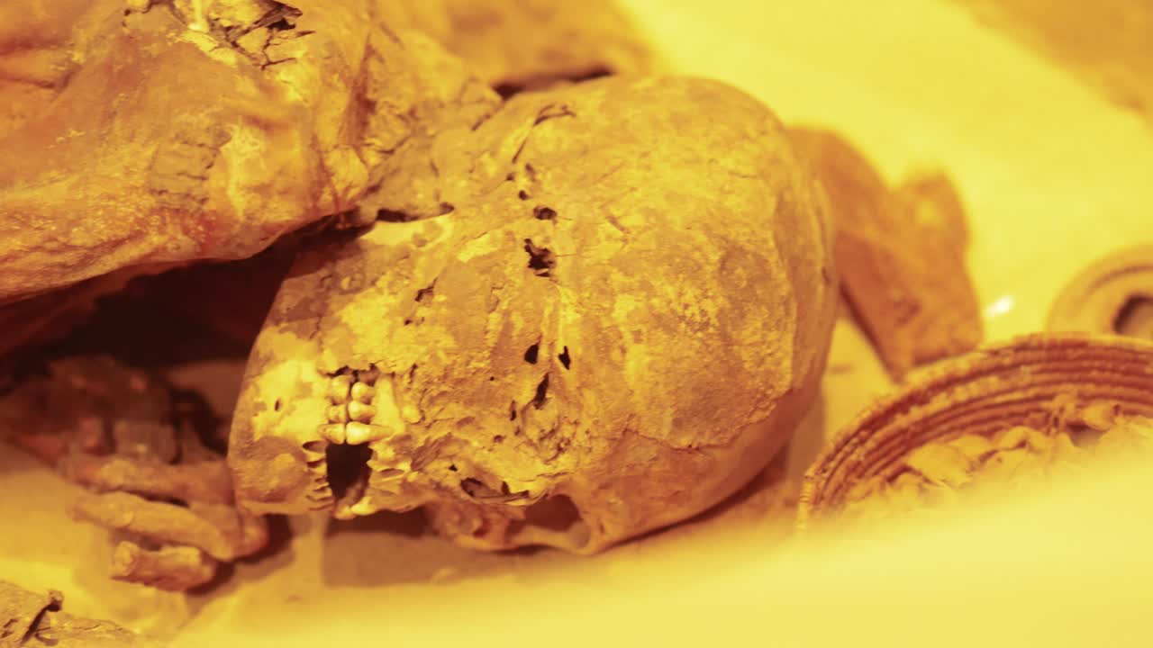 exhibición histórica de cráneos y huesos en el museo