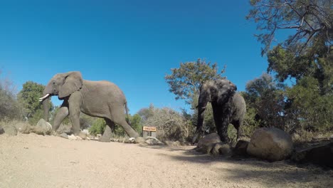 Two-Elephants-Walking-on-Dusty-Ground-of-Natural-Reserve,-Kruger-National-Park-South-Africa