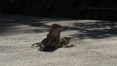iguana on cement path looking around on sunny day