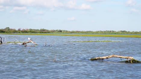 migratory bird sits on the dead tree branch floating at the danube delta in tulcea, romania - view from a sailing boat - wide shot