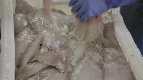 Fresh-plaice-being-sorted-by-hands-wearing-blue-rubber-gloves-in-Fraserburgh-harbour-fish-market,-Aberdeenshire,-Scotland