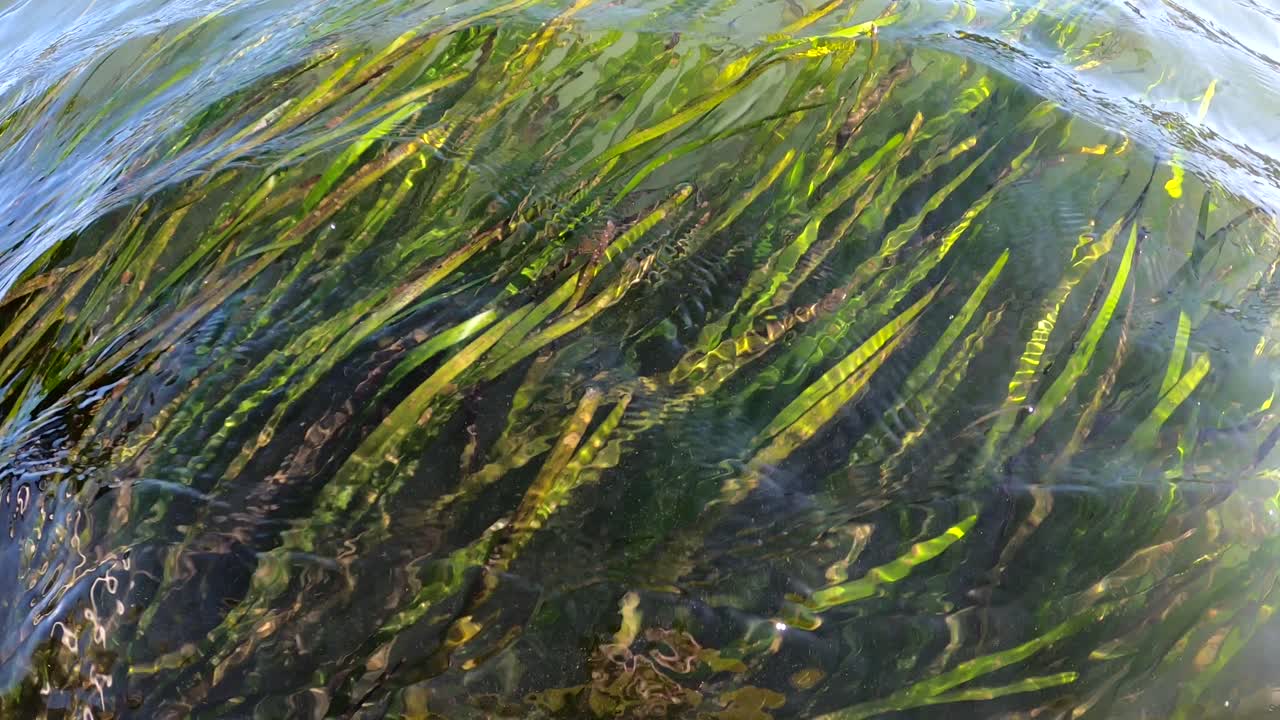 カリフォルニア州モスランディングでアマモのベッドの上をカヤックで歩く