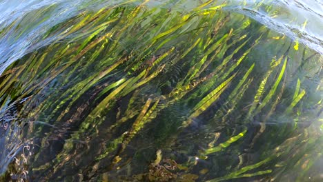 Kayaking-over-a-bed-of-eel-grass-in-Moss-Landing,-California