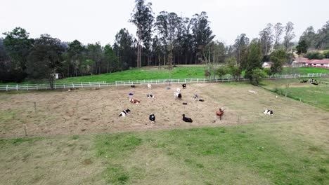 Schwenkaufnahme-Von-Schwarzen-Und-Weißen-Kühen,-Die-Tagsüber-Auf-Dem-Feld-Grasen