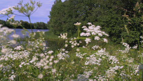 hermosas flores junto a un río en un bosque