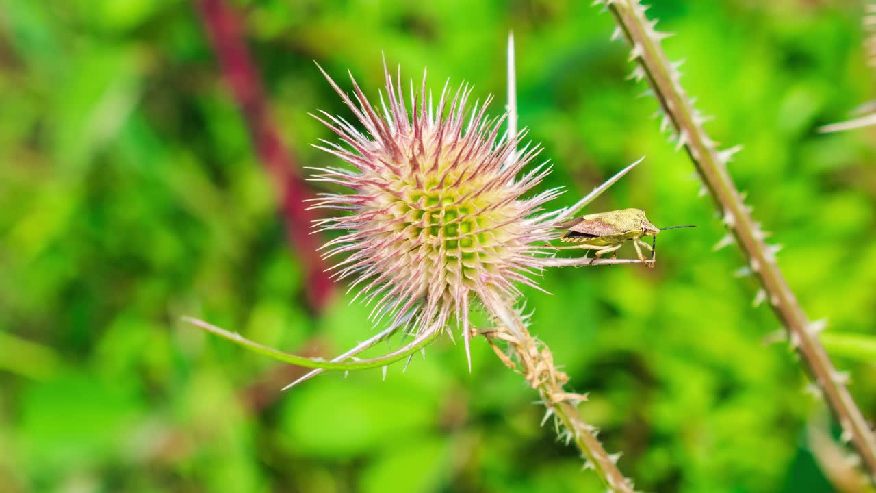 hacer zoom en un comodín con un error