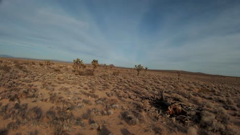 flying a first-person drone between the joahua trees in the mojave desert on a crisp, clear day