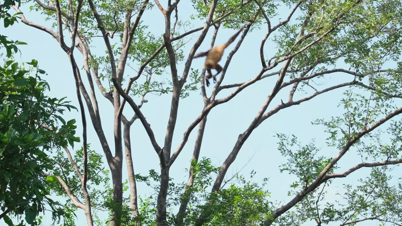 Seen on the left top corner then swings to the right and into the middle, Lar Gibbon Hylobates lar ultraman, Kaeng Krachan National Park, Thailand