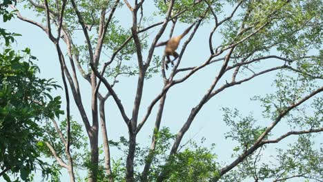 In-Der-Linken-Oberen-Ecke-Zu-Sehen,-Schwenkt-Dann-Nach-Rechts-Und-In-Die-Mitte,-Lar-Gibbon-Hylobates-Lar-Ultraman,-Kaeng-Krachan-National-Park,-Thailand