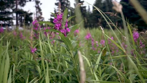 fireweed in grass field blowing in the wind