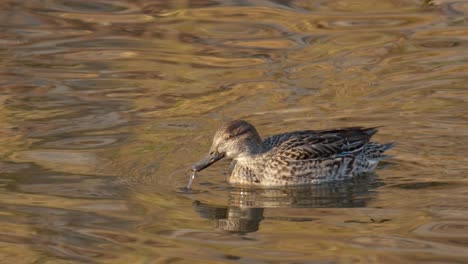 A-Female-Eurasian-Teal-Hunting-Food-On-A-Rippling-Lake-Water