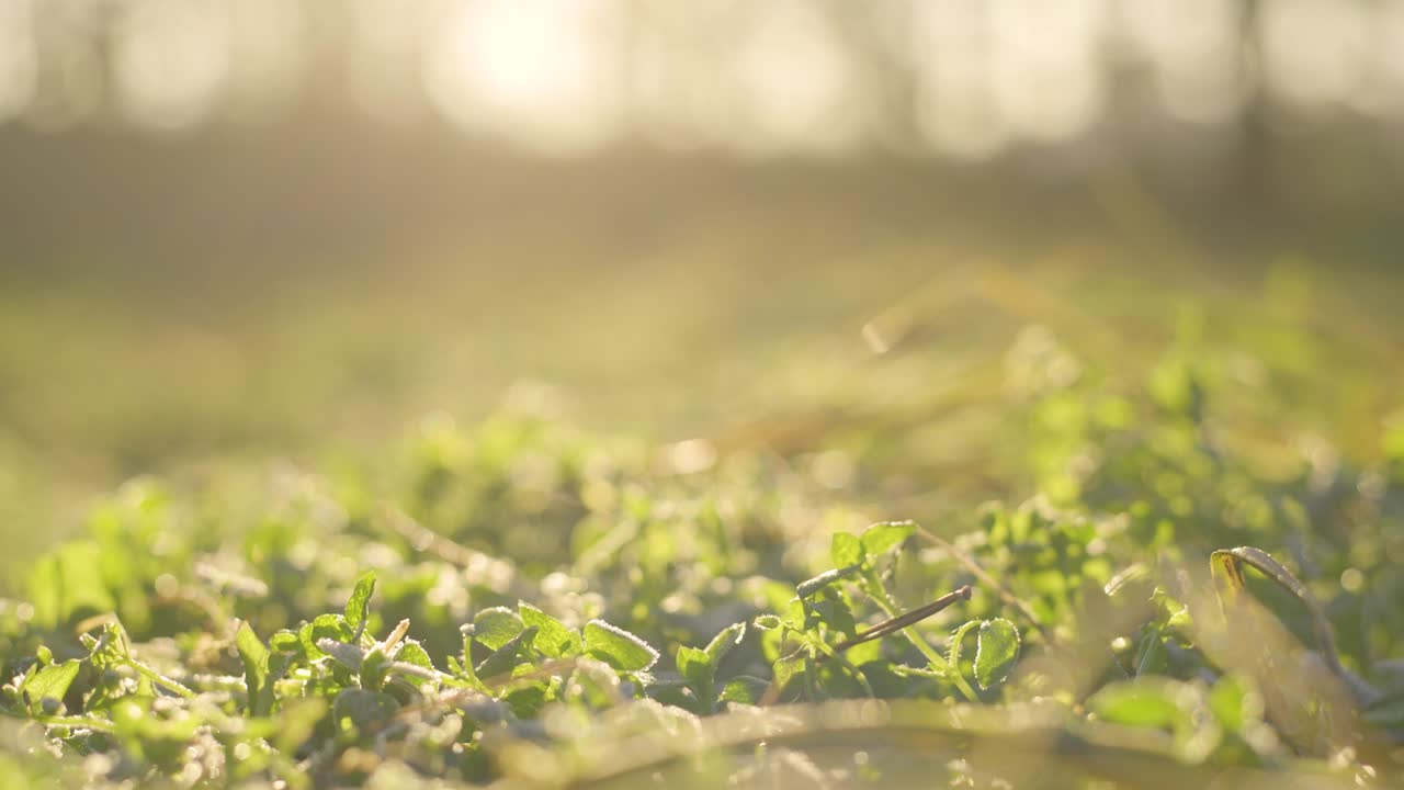 Beautiful wild plants growing outside in sunny sunrise or sunset forest. Foliage covered with frosty ice. Shallow depth of field