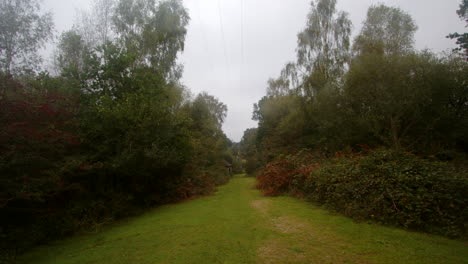 Wide-shot-looking-down-an-access-track-in-the-New-Forest