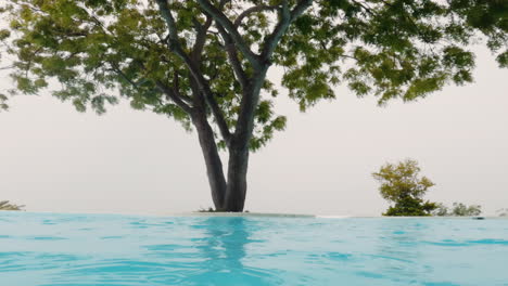 a lush healthy tree growing from a pool of water