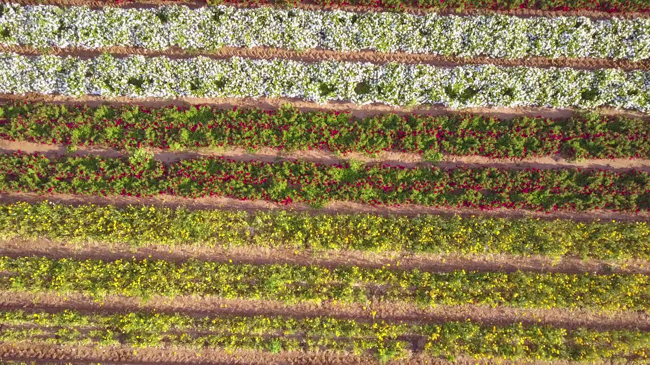 una toma aérea que se eleva rápidamente sobre una bandera estadounidense gigante hecha de flores