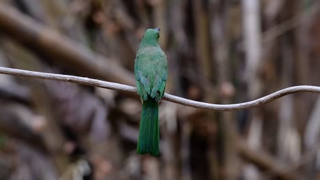 el abejaruco de barba azul se encuentra en la península de malaya, incluida tailandia, en claros de bosques particulares