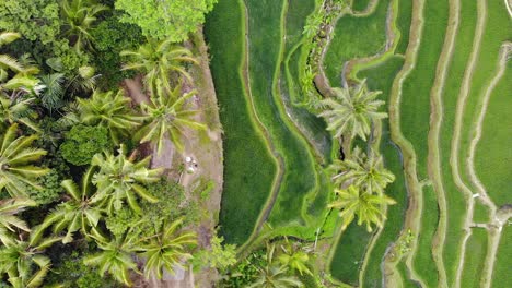 aerial view of a rice field in ubud, bali