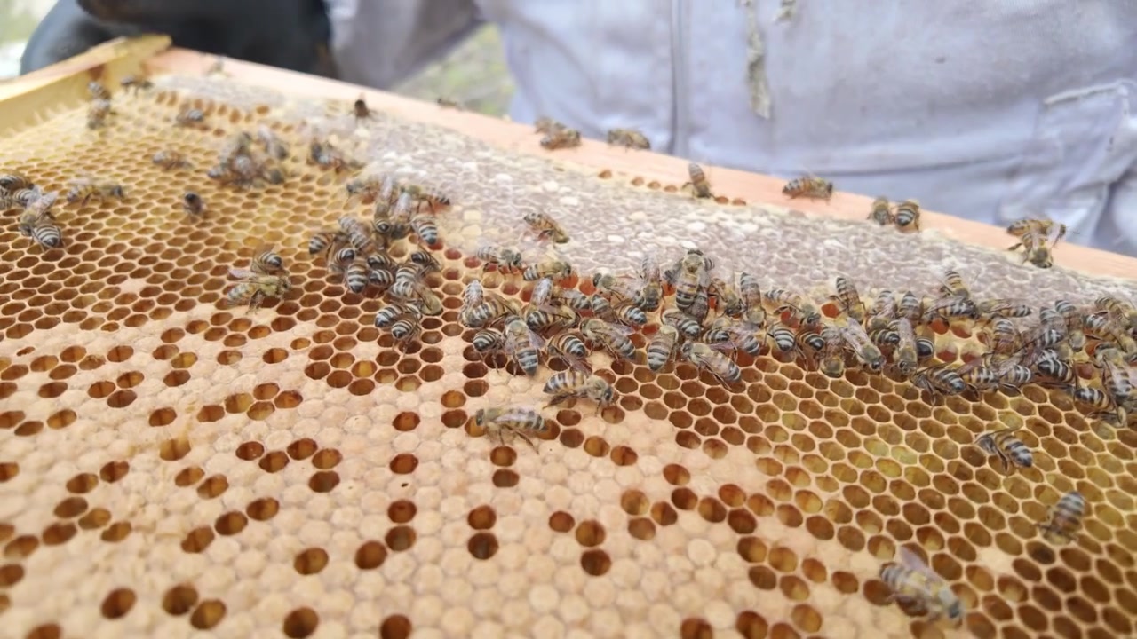 Natural honeycomb covered by a thriving bee colony