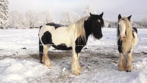 horses in the paddock in winter