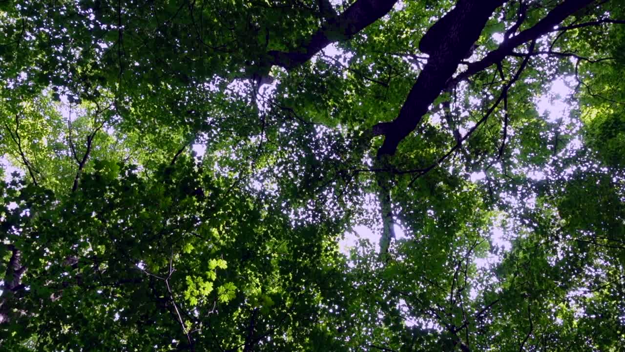 mirando hacia el dosel de los árboles en un día soleado, ninguna persona