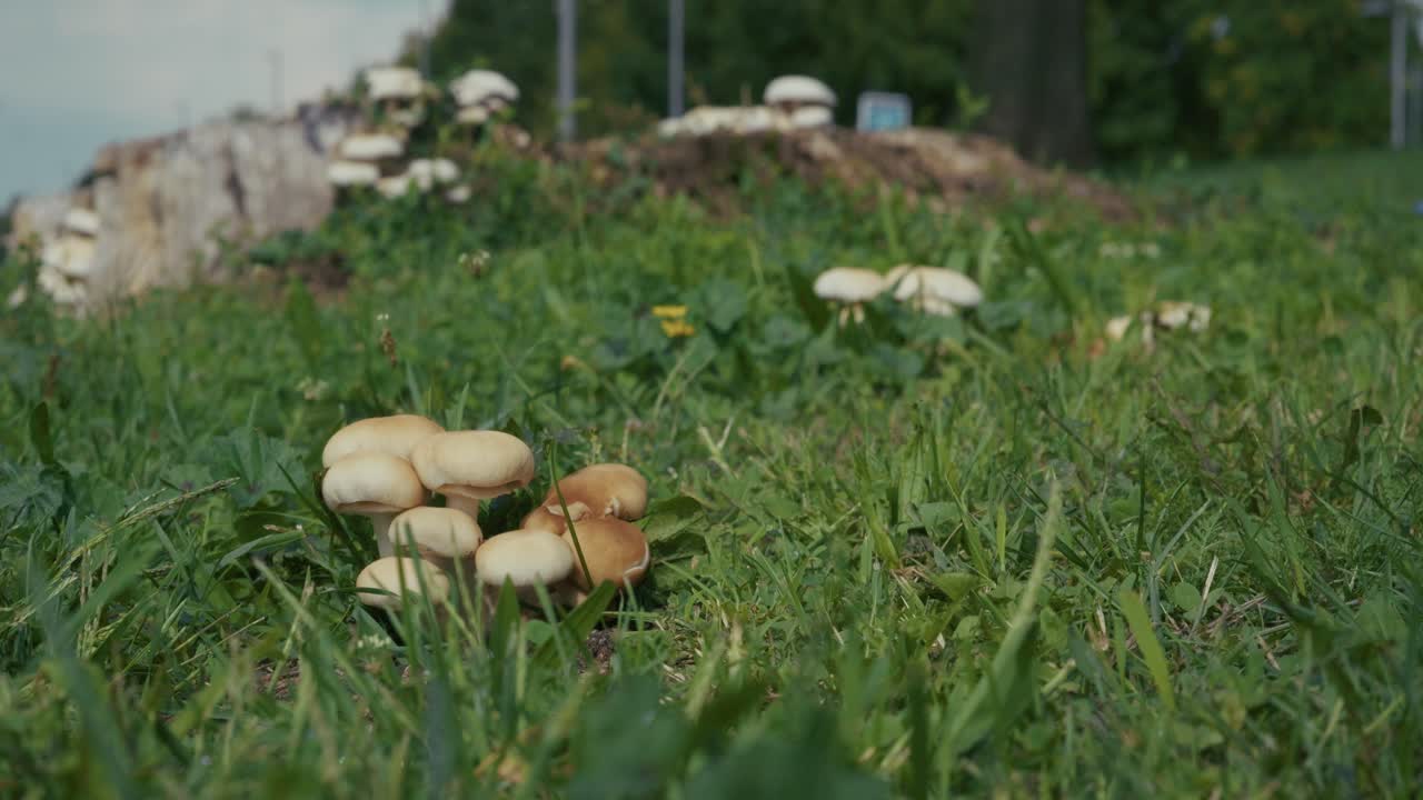 Close-up of a cluster of wild mushrooms growing in the grass at a park meadow in Zagreb, Croatia. The fungi are surrounded by green vegetation on a sunny day in autumn