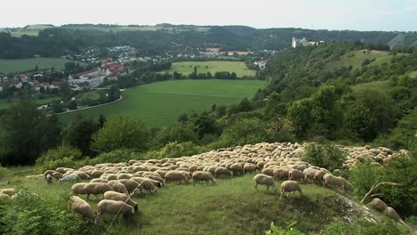 flock of sheep on jurassic hills over altmuehltal near eichstaett with willibaldsburg in the back, bavaria, germany