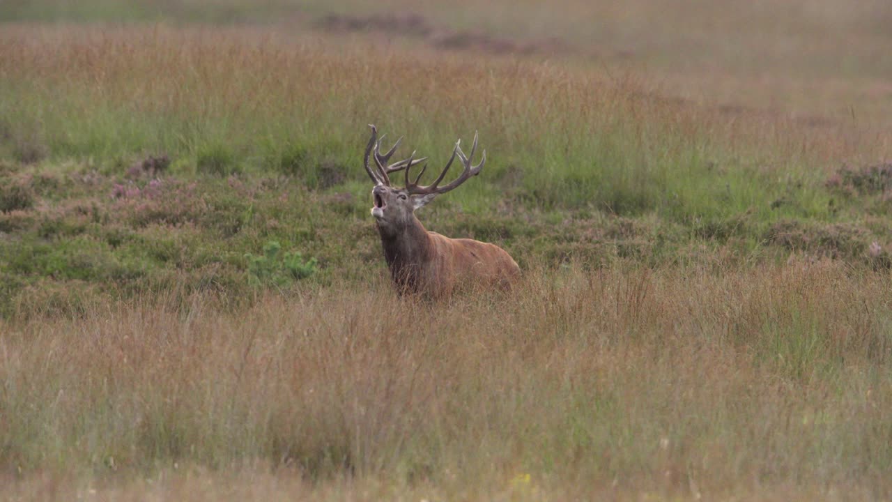 disparo medio de un gran ciervo rojo con un rack gigante de cuernos en la cresta de una capucha pequeña en un campo oler y llamar