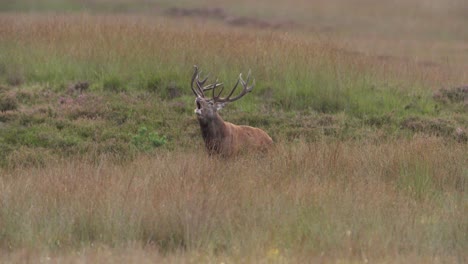 Mittlere-Aufnahme-Eines-Großen-Rothirschbocks-Mit-Einem-Riesigen-Geweih-Auf-Dem-Kamm-Einer-Kleinen-Haube-Auf-Einem-Feld,-Der-Schnüffelt-Und-Ruft