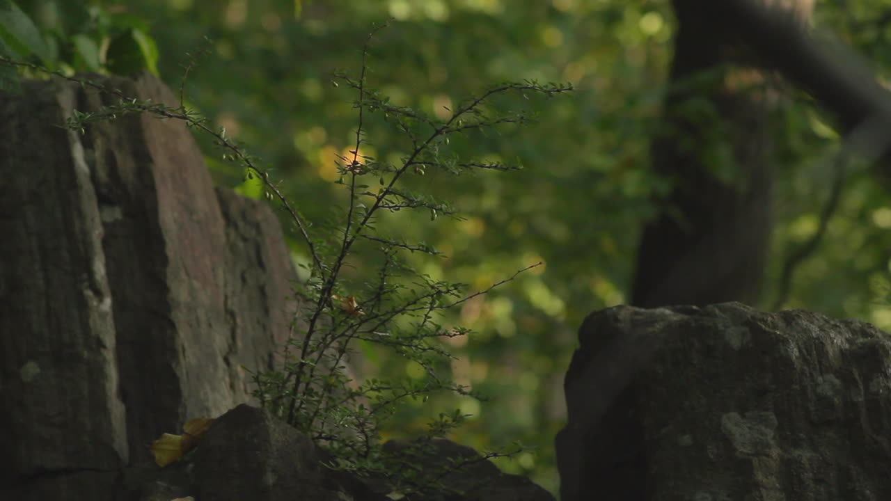 Still shot of a sapling growing from the base of a boulder