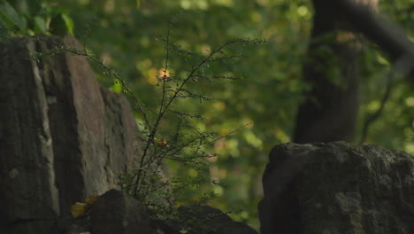 still shot of a sapling growing from the base of a boulder