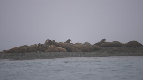 walrus huddle relaxing on beach on misty foggy day, slow motion