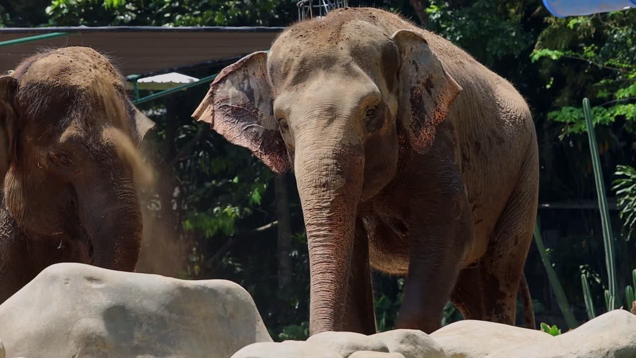 Two Elephants in a Zoo