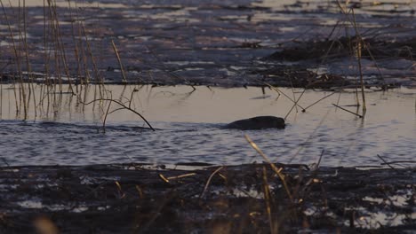 beaver swimming in calm lake water at dawn and dusk