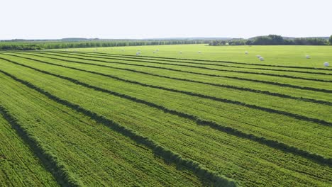 agricultural field with fresh cut grass in straight lines dries in sun aerial