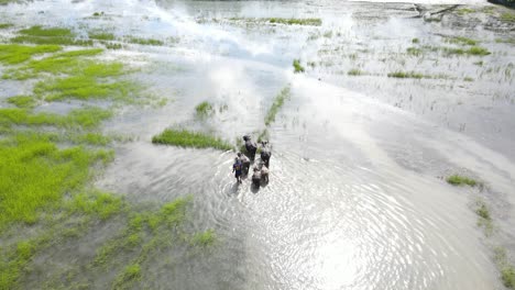 farmer herding water buffalo in flooded submerged paddy field in south asia