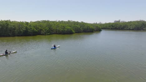 Drohnenaufnahmen-Von-Kajakfahrern-In-Der-Bucht-Von-Florida-In-Der-Nähe-Der-Mangroventunnel-Von-Lido-Key,-Florida