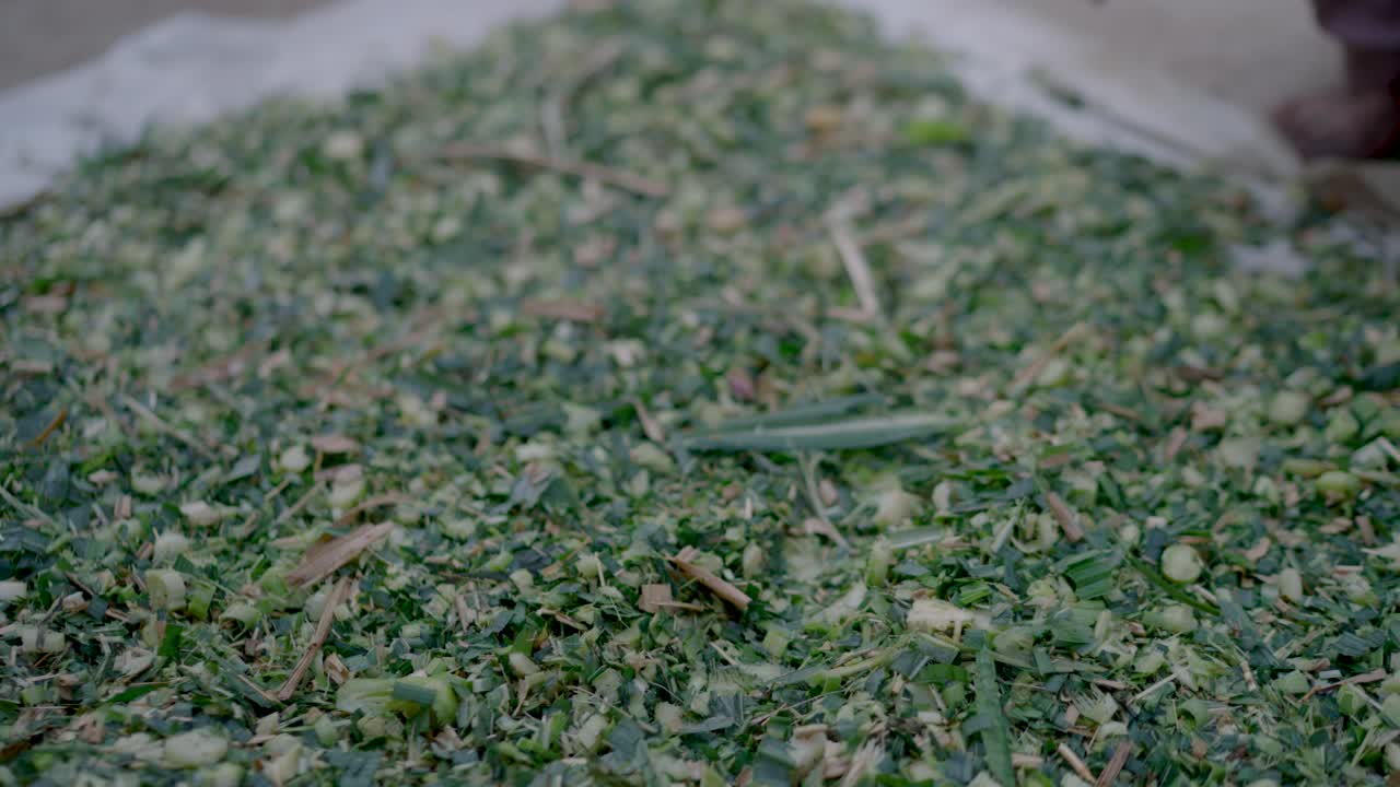 Closeup video of dry tree leaves being crushed using a wooden stick for herbal infusions or tea, depicting traditional village life and natural medicine in Punjab, Pakistan