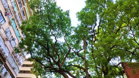 people walking under trees in urban hong kong