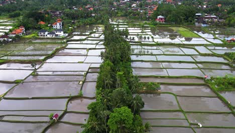 Tropical-plants-in-Indonesia,-rural-landscape-with-green-vegetation-and-rice-fields-parcels-farms-surrounded-by-village-houses-and