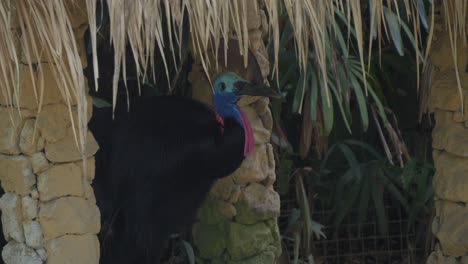 Kasuare-Thront-In-Seinem-Nest-Zwischen-Steinsäulen