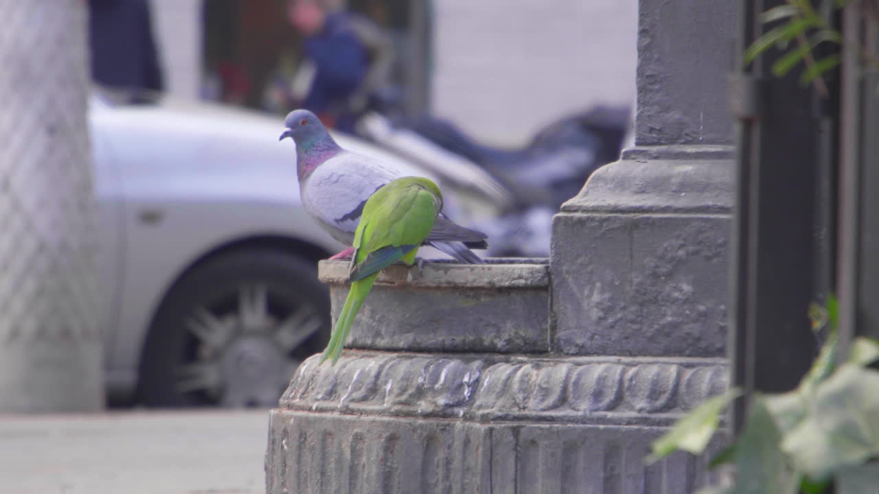 Pigeon and Green Parrot Drinking from a Water Fountain in the City