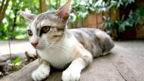 cute sleepy cat lying on wooden bench